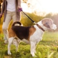 Miniatyrbilde 5 av 5: Utvidbar hundekobbel med sklisikkert håndtak og justerbar stropp, 5 m nylonbånd, enhåndsbrems, pausefunksjon (rosa)