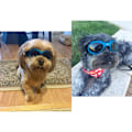 Pikkukuva 4 / 5: M-Dog Goggles, lemmikkieläinten aurinkolasit, taitettavat koiranlasit UV-suojalla (sininen)