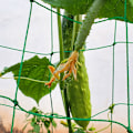 Miniatyrbillede 3 af 5: 1.8 x 3 m Klatreplanter Net Espalier Met Mat til Høst Tomater Agurker BÆLGPLANTER VINPLANTER KRYBENDE PLANTER