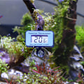 Miniatyrbillede 4 af 5: Akvarie Termometer, Digital Vandtæt Termometer med Sugekop Fisketank Vandtemperatur Termometer til Fisk Som Betta(Blå)