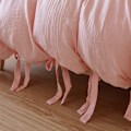 Miniatyrbild 2 av 5: Rosa Queen Size Överkast, Mjuk Queen Size Överkast Set Dubbelborstad Queen Size Överkast med Knappstängning, Täcke och Kudde