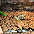 Miniatyrbild 5 av 5: Värmematta för reptilterrarie med termostat, justerbar temperaturkontroll för reptiler - sköldpadda, orm, ödla 28x42cm, 220-240v (20W)