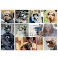 Miniatyrbillede 3 af 4: Hunde Goggles Øjenbeskyttelse Hunde Solbriller Anti-uv Goggles Vindtætte Hvalpegoggles Med Justerbar