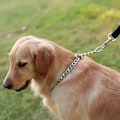 Miniatyrbillede 5 af 5: Hunde halskæde, justerbar strangler halskæde, solid stål slangekæde til kæledyr (L-4,0 mm × 60 cm)