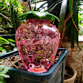 Miniatyrbillede 5 af 5: 2 stk. Kegle Vandingsflaske 500ML, Ler Kugle Indendørs Plante, Automatiske Vandingssystemer til Plantepotte, Vanddispenser Planter Vanding Ferier Tran