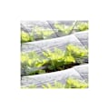 Miniatyrbillede 4 af 5: (2 m × 10 m) Belægning i havepolyethylen i transparent plastfilm til drivhus, egnet til drivhusplanter for at forhindre vind, frost og støv