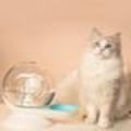 Miniatyrbillede 2 af 4: 2,8L automatisk vanddispenser til katte og hunde med integreret filter baseret på Pascals princip, økologisk uden elektricitet, blå