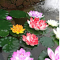 Miniatyrbillede 5 af 5: Kunstig Lotus Kunstige Dam Planter Flydende Dam Ornamenter Simulation Vandlilje Blomst Dam Dekoration Realistisk Lotus til Dam Pool Vand Dec