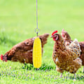 Miniatyrbild 3 av 5: 2-pack Kyckling- och Grönsakskebab-Frukt hållare för Höns Djurfoderleksaker