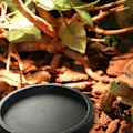 Miniatyrbilde 2 av 2: Reptilfôringsskål, Reptilskål i Plast, Grunn Skål for Mat og Vann, Fôringsskål for Slange, Øgle, Skjeggagam, Drage, Skilpadde, 1 stk