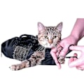Miniatyrbild 1 av 2: Katt toalett badväska för kloklippning
