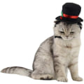 Miniatyrbillede 1 af 5: Kæledyr Hund Kat Top Hat Cosplay Kostume Sort Top Hat Jul Halloween Cosplays Tilbehør Ferie Kostume Tilbehør