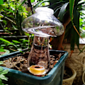 Miniatyrbillede 5 af 5: 2 stk. kegleformet vandingsflaske 500 ml, indendørs plante lerkugle, automatiske vandingssystemer til plantepotte, vanddispenser planter vanding ferie