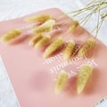 Miniatyrbillede 3 af 5: Naturlig Tørret Ovatus 90 Stk, Tørrede Harehaler Pampas til Blomsterarrangementer Bryllup Hjemmeindretning