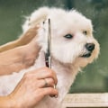 Miniatyrbillede 2 af 3: Professionel sikkerhedssaks 6 i 1 4CR i rustfrit stål til hunde, katte og andre dyr