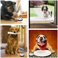 Miniatyrbillede 5 af 5: 2 pakke hundeklokker (sorte) til dørtræning, kæledyrsklokker til hunde til at ringe ud, kvalitetshøj og skarp dørklokke, kommunikationsenhed til hvalpe og