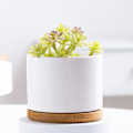 Miniatyrbild 3 av 4: Sukkulenta planter, vit minikeramisk planter utan bambubricka, 1 st - Växt ingår ej