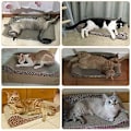 Miniatyrbild 4 av 4: Premium kartong leopardmönstrad kattklösträ - Snyggt utseende - Miljövänlig - Skydda möbler golv