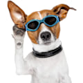 Pikkukuva 5 / 5: M-Dog Goggles, lemmikkieläinten aurinkolasit, taitettavat koiranlasit UV-suojalla (sininen)