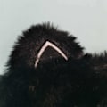Miniatyrbild 5 av 5: Söt sovmask, svart katt mjuk plysch fluffig sovmask rolig tecknad kattunge ögonbindel romantisk ögonmask ögonmask (svart, katt)