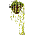 Miniatyrbild 5 av 5: Utomhus solcellsslinga, Willow-blad Utomhusljusslinga 100led-3m-8 lägen, Vattentät solcellsslinga, för bröllop, staket, jul, fester, trädgård