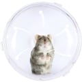 Miniatyrbild 1 av 3: Tyst Hamsterhjul 8 tum Dvärghamsterhjul Hamsterboll (Vit)