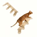 Miniatyrbild 2 av 9: Klättervägg för katter, 4 våningar husdjurstrappa för vägg, kattstege i massivt trä, kattmöbel, för husdjurs klättring/lek/avkoppling