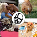 Pikkukuva 4 / 5: Koiran kuonopehmuste lyhyelle kuonolle, säädettävä hengittävä verkkopehmuste englannin- ja ranskanbulldogeille, puremisen ja pureskelun estämiseen (S 30-42 cm, musta)