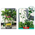 Miniatyrbillede 3 af 4: 40 stk. grønne planteclips til orkideer, planteclips, støtteclips, vinclips, planteclips til blomsterorkidé, vinunderstøttelse.