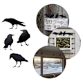 Miniatyrbild 5 av 5: Halloween-dekoration Realistisk Attractiv Levande DIY Halloween Falsk Kråka Svart Fågel Korp Leksak Maskeraddräkt Dekoration Rekvisita för Bar