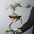 Miniatyrbild 5 av 5: Hängande blomkruka i järnkedja för suckulenter, studentrum (Oval platta med sten)