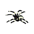 Miniatyrbilde 1 av 4: 12 stk Halloween Morsomme Spider Dekorasjon Rekvisitter Halloween Spider Dekorasjon