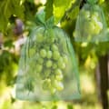 100 pcs Cluster Protection Bag 30x20cm/10x15cm Grape Fruit Organza Bag with Drawstring 30cm