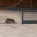 Miniatyrbillede 2 af 2: Levende fælde til mus og rotter_NN