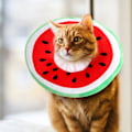 Miniatyrbillede 5 af 6: Justerbar Kravekegle til Killinger - Bedårende Kattegenoptræningskrave, Elizabethanske Kraver til Killingehvalpe Efter Operation/NC/ Watermelon Small (fits 1.5-3kg)