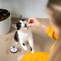 Miniatyrbillede 2 af 2: Træningsklokke til kæledyr, sæt med 4_NN