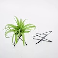 Miniatyrbild 7 av 11: Luftväxthållare Metall Blomkrukställ Geometriskt järn Tillandsia Display Art White