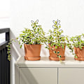 Miniatyrbild 3 av 10: 2 förpackningar Trädgårdsspaljé Små krukväxter Spaljé för klätterväxter inomhus utomhus för blomma grönsaksrankor Krukor Gold