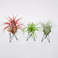 Miniatyrbild 2 av 11: Luftväxthållare Metall Blomkrukställ Geometriskt järn Tillandsia Display Art White