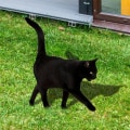 Miniatyrbild 5 av 7: Akryl Simulering Katt Trädgårdsinsats Prydnader Hantverk Tillbehör Hushåll