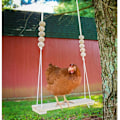 Pikkukuva 4 / 5: Chicken Swing Lelu Ahven Tikkaat Puiset tarvikkeet