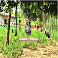 Pikkukuva 3 / 5: Chicken Swing Lelu Ahven Tikkaat Puiset tarvikkeet