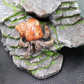 Miniatyrbillede 6 af 6: Simuleringssten Krybdyrhuleskjul