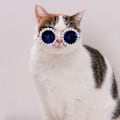 Miniatyrbilde 4 av 10: Cat Solbriller Pearl Glaesses MULTICOLOUR-S MULTICOLOUR-S Multicolour-S