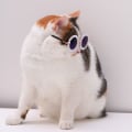 Miniatyrbillede 9 af 10: Cat Solbriller Pearl Glaesses SORT-L SORT-L Black-L