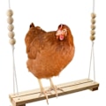 Pikkukuva 1 / 5: Chicken Swing Lelu Ahven Tikkaat Puiset tarvikkeet