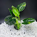 Miniatyrbilde 9 av 9: Kunstige vannplanter Fisketankplanter A A A