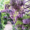 Miniatyrbild 2 av 10: Simulerad Wisteria Tofu Pudding 5 5 5