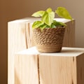 Miniatyrbild 4 av 6: Blomkruka Flätad korg LITEN LITEN Small