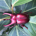 Pikkukuva 7 / 10: Wind-Up Beetle Creative Prankster Animoitu Insect RED red